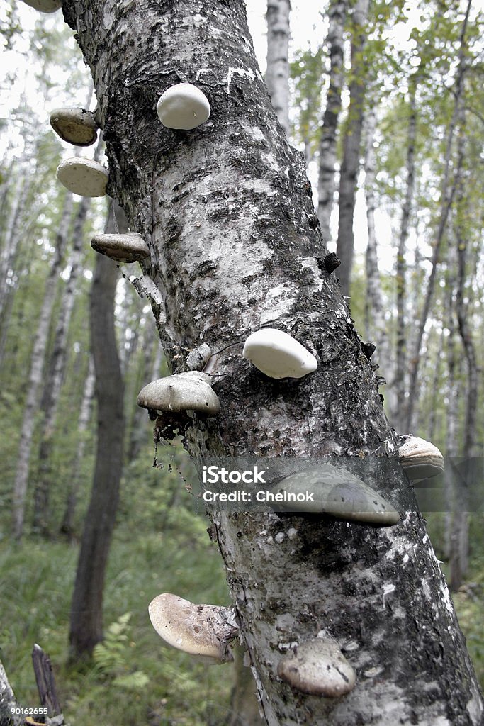 Funghi su un albero. - Foto stock royalty-free di Albero