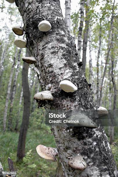 Funghi Su Un Albero - Fotografie stock e altre immagini di Albero - Albero, Andare giù, Attività del Fine-Settimana