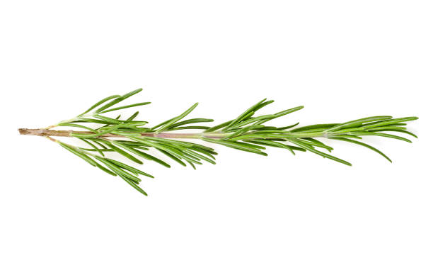 istock Rosemary isolated on a white background, top view. 901626734