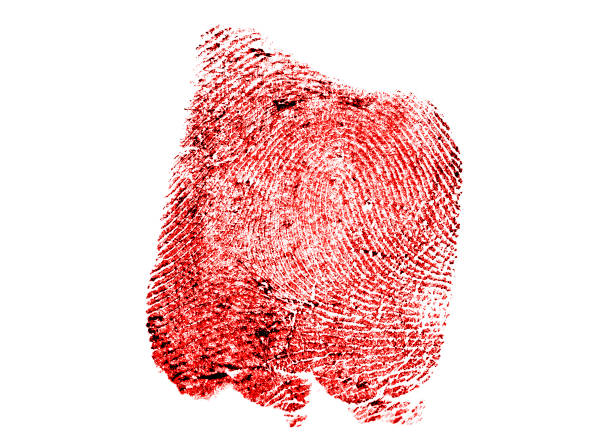 red fingerprint on a white background, close up. bloody fingerprint. - fingerprint thumbprint identity red imagens e fotografias de stock