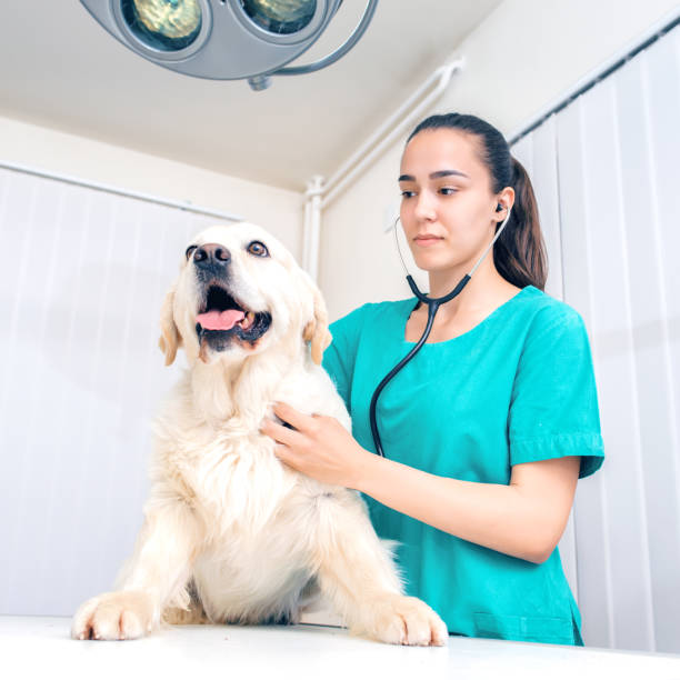 istock Smiling female vet with Golden Retriever 901626846