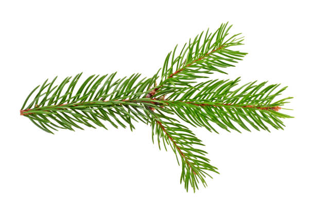 istock Spruce twig. Branch of christmas tree isolated on white background. 901626982