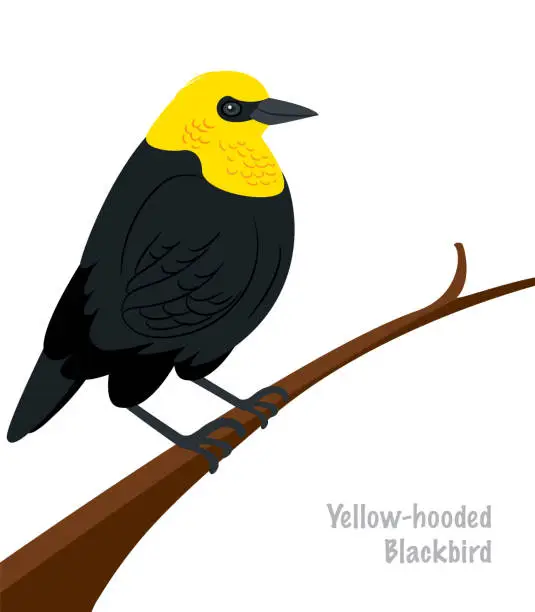 Vector illustration of Yellow-Hooded Blackbird