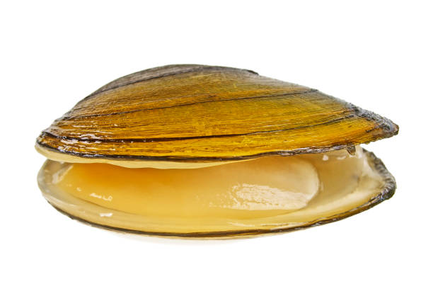 River mussel isolated on white background. The swan mussel.