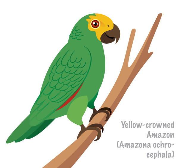 ilustrações, clipart, desenhos animados e ícones de amazônia-de-coroa-amarela (amazona ochrocephala) - amazon com illustrations