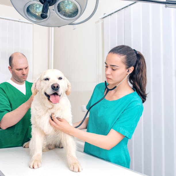 istock Vets examining Golden Retriever 901627812