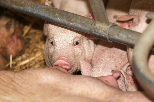 갓 태어난 새끼 돼지의 머리 - pig piglet butcher ranch 뉴스 사진 이미지