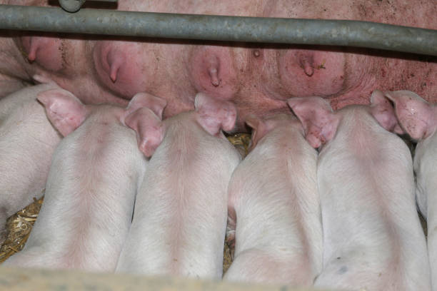 экстремальный крупный планом новорожденных свиней - pig piglet butcher ranch стоковые фото и изображения
