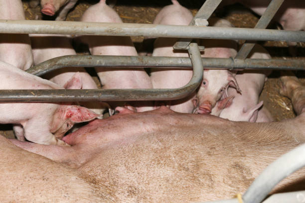 산업 동물 농장에서 그들의 어머니 로부터 우유를 유아 즐기는 신생아 돼지 - pig piglet butcher ranch 뉴스 사진 이미지