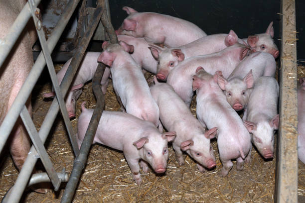 농촌 산업 동물 농장에서 성장 하는 국내 돼지 - pig piglet butcher ranch 뉴스 사진 이미지