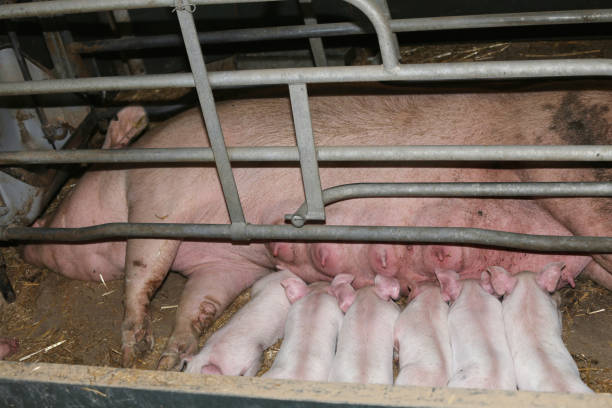 신생아 piglets 유아 돼지 공장에서 그들의 어머니 - pig piglet butcher ranch 뉴스 사진 이미지