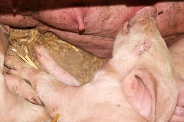 голова выстрел крупным планом новорожденного поросенка - pig piglet butcher ranch стоковые фото и изображения