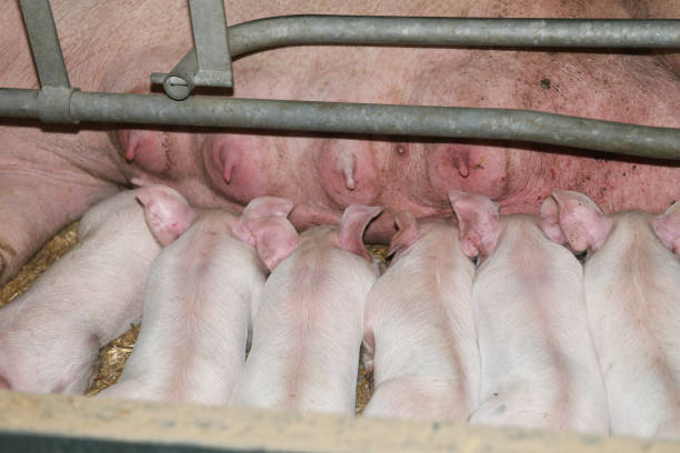 piglets를 유아의 극단적인 근접 촬영 - pig piglet butcher ranch 뉴스 사진 이미지