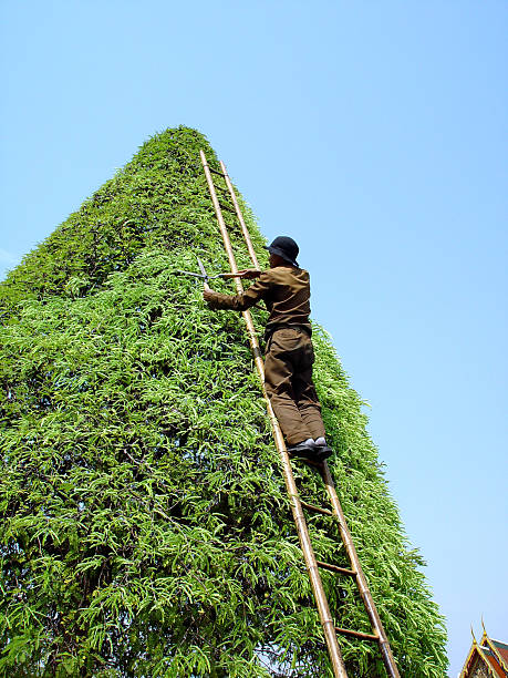 trabajador tailandés - giant bamboo fotografías e imágenes de stock