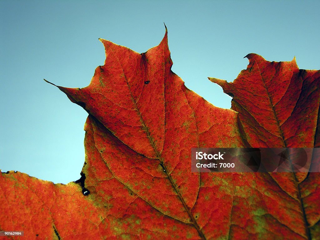 Cores do Outono - Foto de stock de Abstrato royalty-free