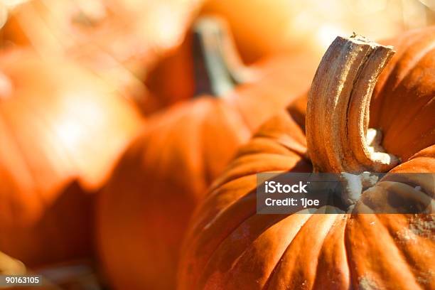 Pumpkins 호박-조롱박과 식물에 대한 스톡 사진 및 기타 이미지 - 호박-조롱박과 식물, 10월, 가을