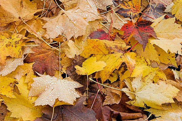 Autumn Leaves stock photo