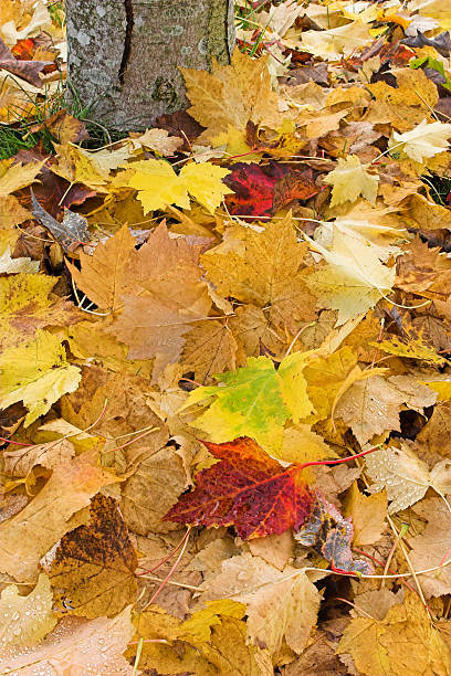 Fall leaves at base of tree stock photo