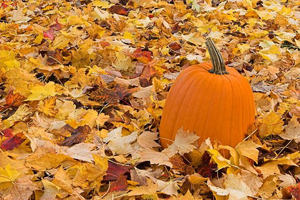 Pumpkin and leaves stock photo