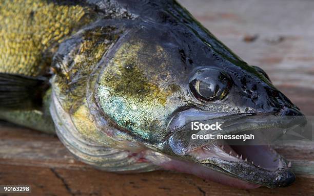 Foto de Cabeça De Pikeperch e mais fotos de stock de Aberto - Aberto, Afiado, Animais caçando