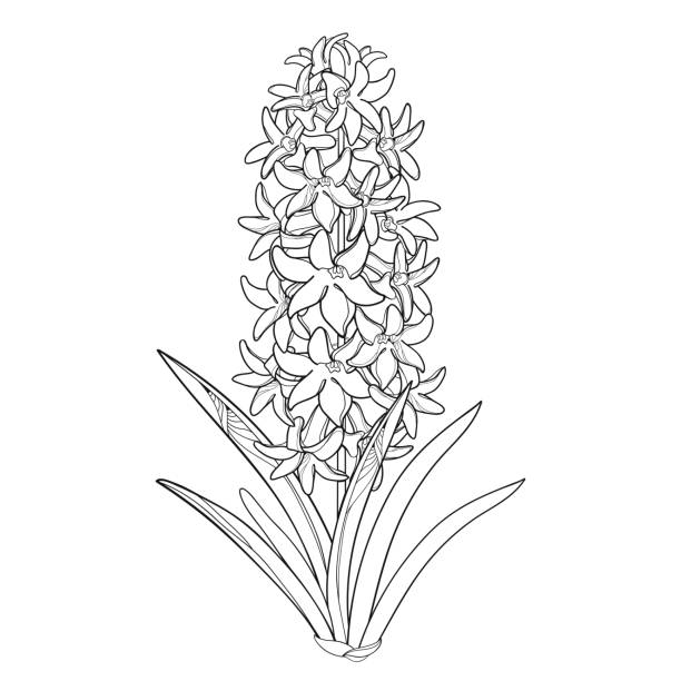 Vector bouquet with outline Hyacinth flower bunch, bud and ornate leaves in black isolated on white background. Vector bouquet with outline Hyacinth flower bunch, bud and ornate leaves in black isolated on white background. Fragrant bulbous plant in contour style for spring design or coloring book. hyacinth stock illustrations