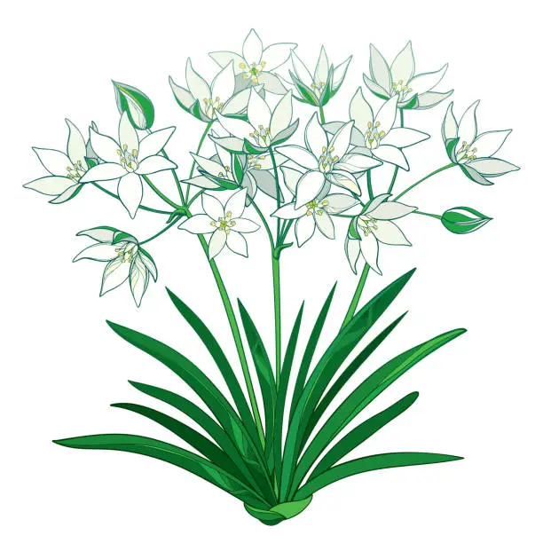 Vector illustration of Vector bouquet with outline Ornithogalum or Star-of-Bethlehem flower bunch in pastel, bud and green foliage in isolated on white background.