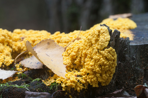 Fuligo septica mushrooms (slime mould) on an old stump