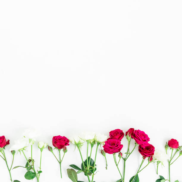 istock Creative nature concept. Roses on white background. Flat lay, top view. Floral background 901634228