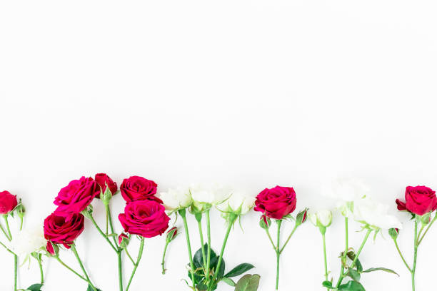 istock Colorful red and white flowers isolated on white background. Flat lay, Top view. Spring background 901634256