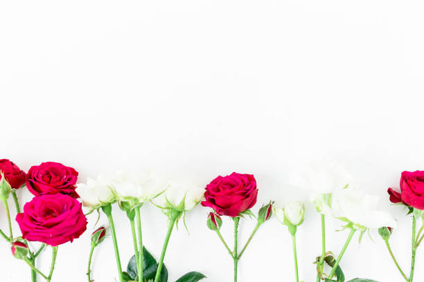 istock Roses on white background. Flat lay, top view. Creative nature concept. Valentine's background 901634324