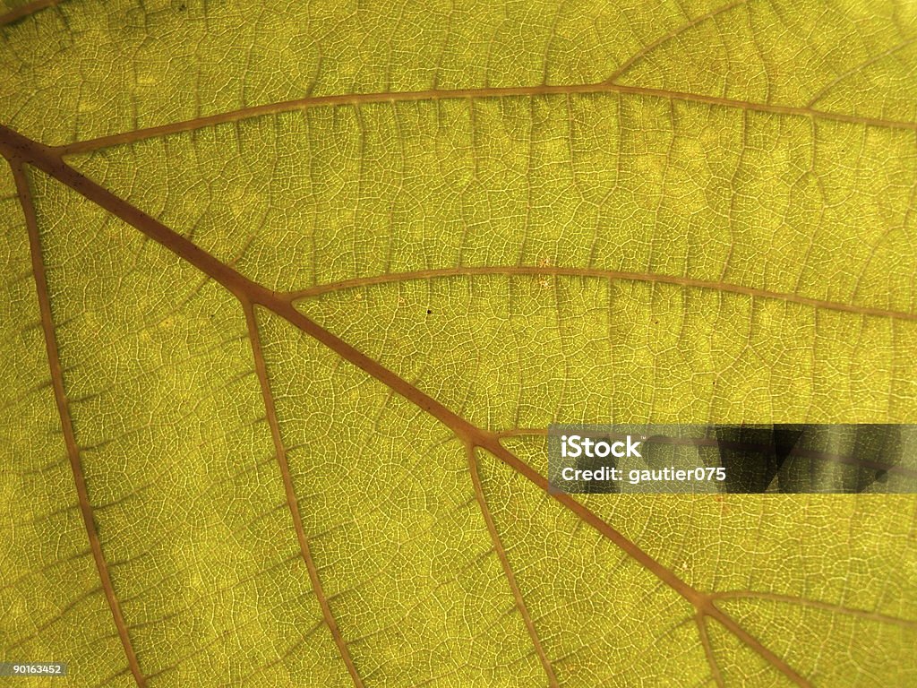 Leaf texture  Abstract Stock Photo