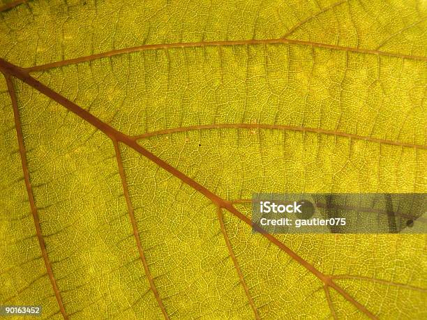 Leaf Texture Stock Photo - Download Image Now - Abstract, Backgrounds, Bright
