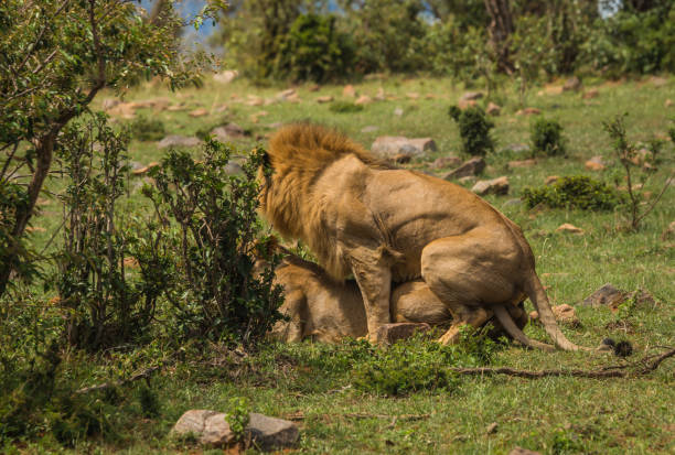 istock Lions in Masai Mara nature reserve in Kenya 901635596