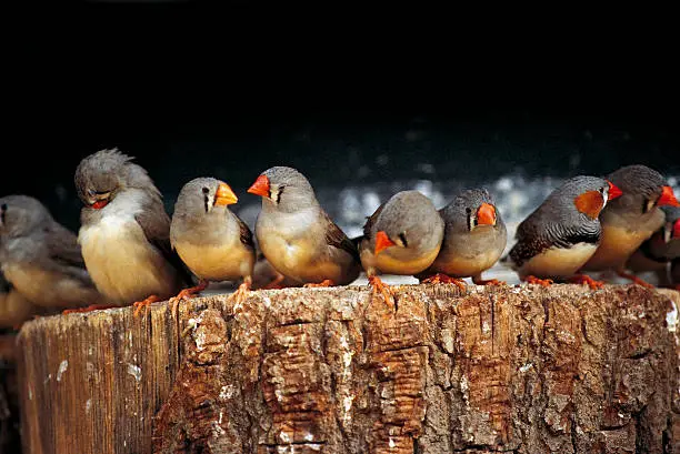 A line of zebra finches on top of a tree stump