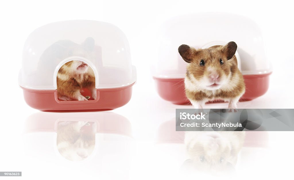 Animal hamster jouant dans la maison - Photo de Aspiration libre de droits