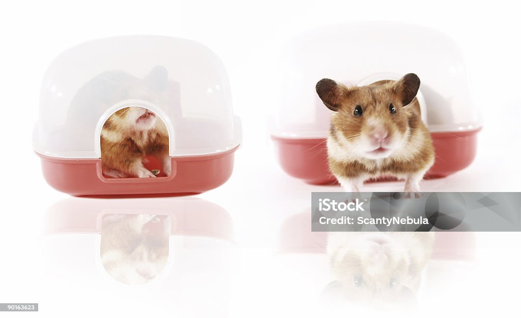 Animal de estimação hamster brincando em Casa - Royalty-free Aspiração Foto de stock