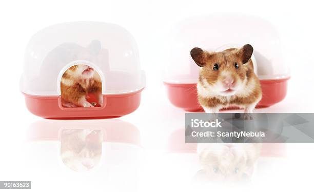 Animal De Estimação Hamster Brincando Em Casa - Fotografias de stock e mais imagens de Aspiração - Aspiração, Bochecha, Brincalhão