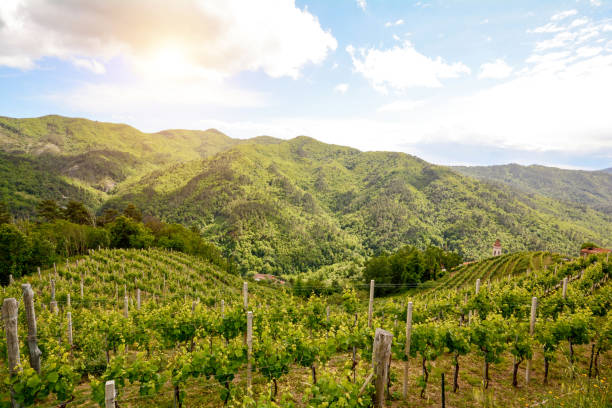 イタリア、ヨーロッパの初夏に赤ワイン用ブドウと丘陵地帯のブドウ - german culture germany vineyard village ストックフォトと画像