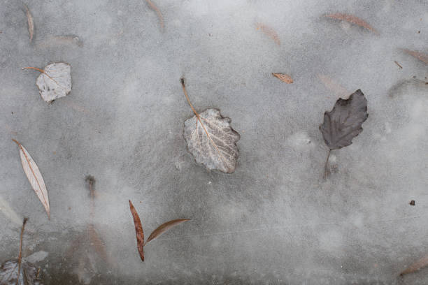 istock Frozen leaves in the lake 901638680