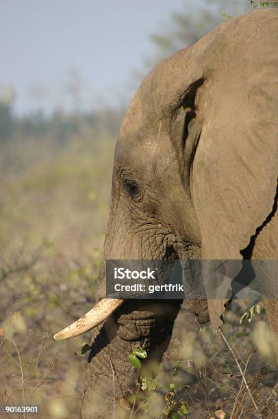 Photo libre de droit de Tête Déléphant banque d'images et plus d'images libres de droit de Animal femelle - Animal femelle, Animaux à l'état sauvage, Brousse