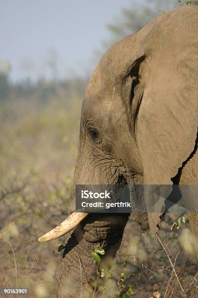 코끼리 헤드 고름에 대한 스톡 사진 및 기타 이미지 - 고름, 고요한 장면, 관목