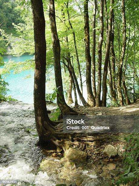 Wurzeln Den Fluss Und Die Lagune Stockfoto und mehr Bilder von Aquatisches Lebewesen - Aquatisches Lebewesen, Bach, Baum