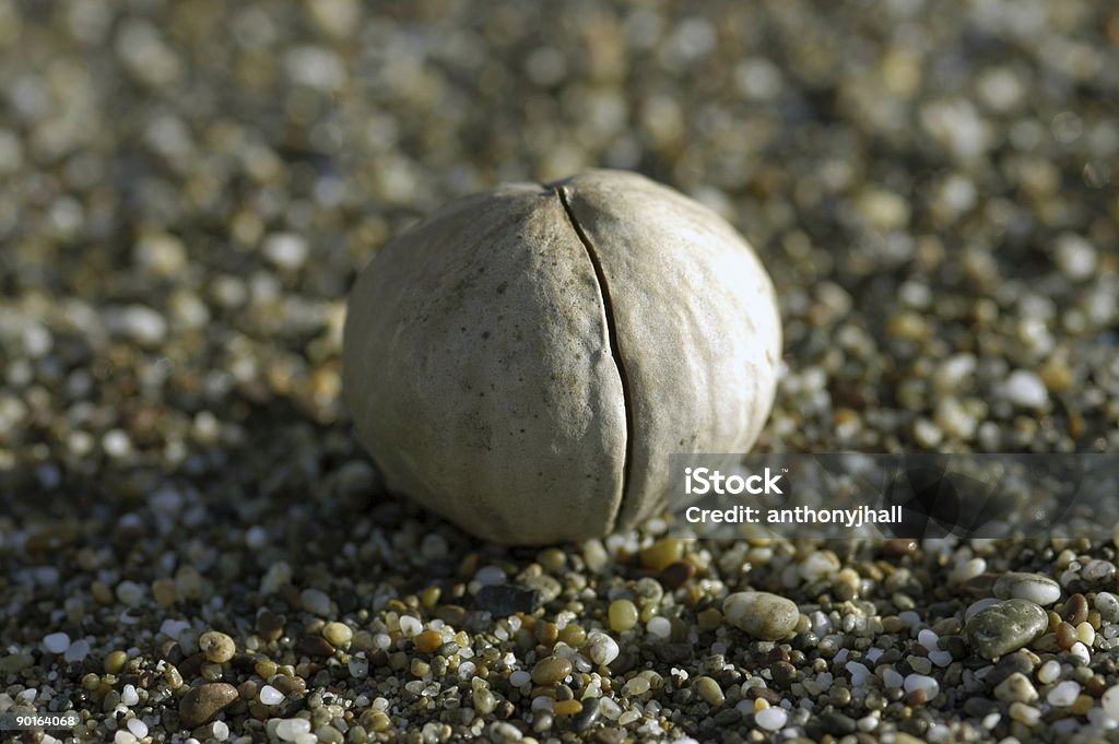 Seed pod in beach A large seed sits on granular sand in bright sunshine Animal Migration Stock Photo