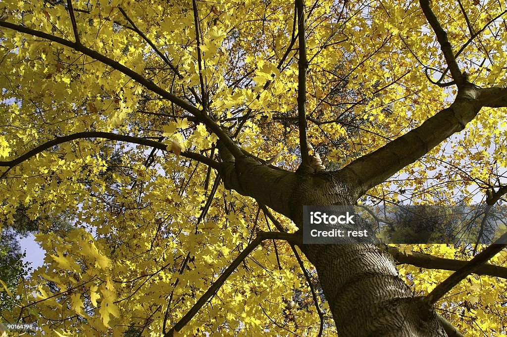 秋 - かえでの葉のロイヤリティフリーストックフォト