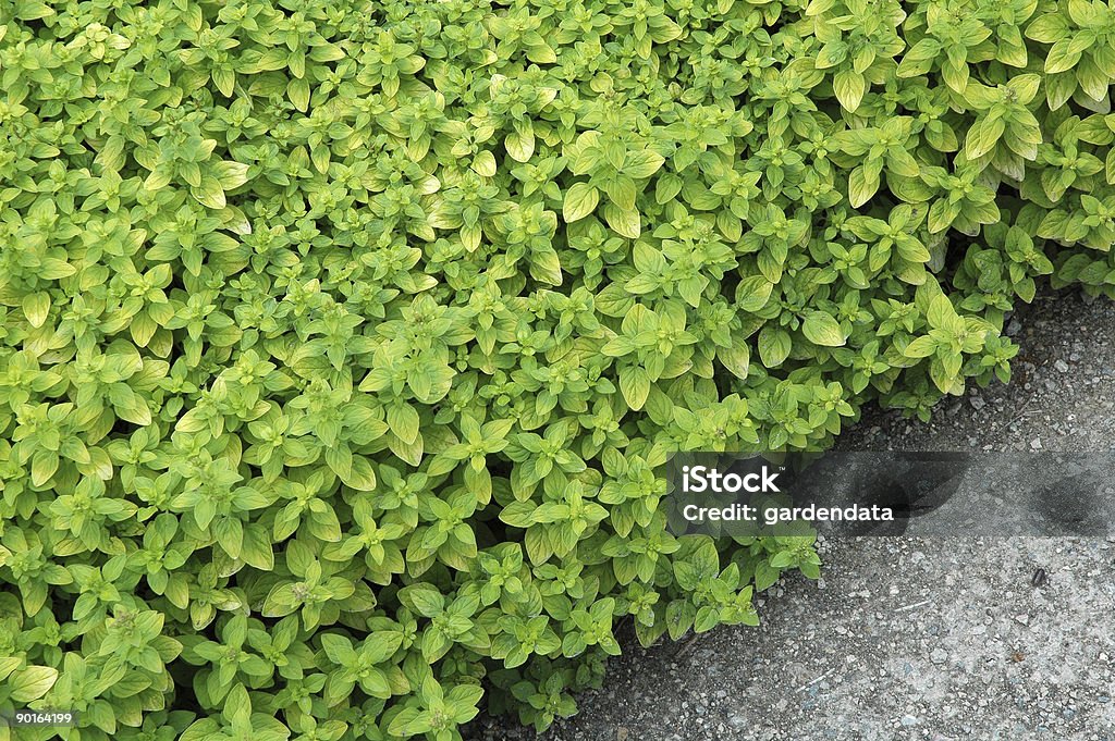 Origanum erba di origano - Foto stock royalty-free di Albero sempreverde