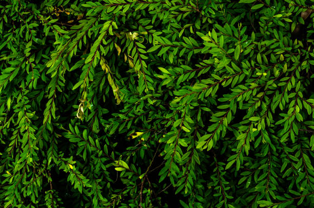 istock foliage texture background , low key image type ,vintage tone color leaf texture 901642372
