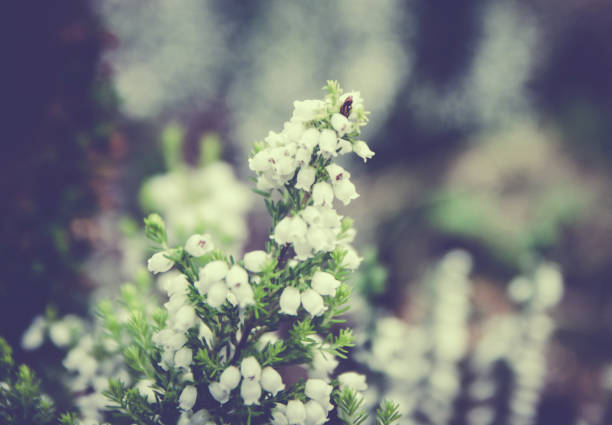 Fragile Tiny Erica Flowers in Spring vintage flower and retro styled