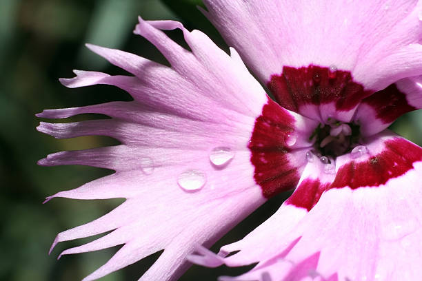 Pink Carnation with water-drops stock photo