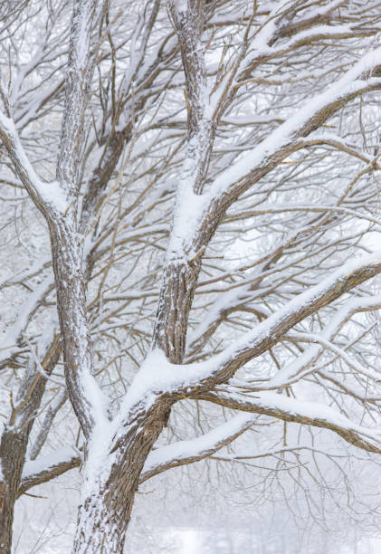 istock photo of snowy 901643220