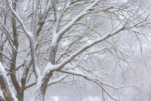 istock photo of snowy 901643226
